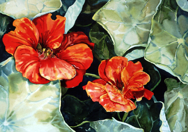 Nasturtiums